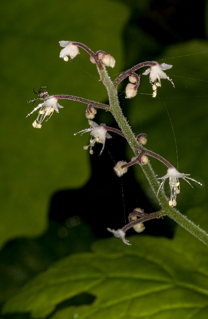 Tiarella trifoliata 19-4780.jpg